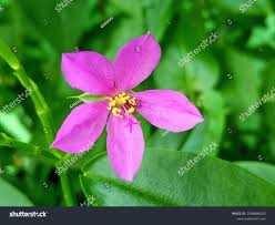 Image result for Talinum fruticosum