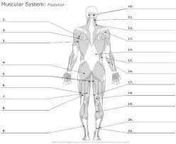 Diagram of the digestive system and an explanation of its working. Back Muscles Unmarked Education Subject Muscle Diagram Human Body Anatomy Anatomy Organs