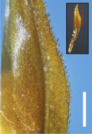 Image result for Xyris obscura