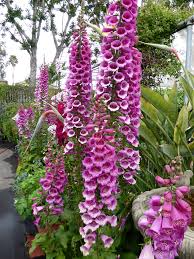 Annual foxglove is a native of western europe. Digitalis Purpurea Camelot Rose Foxglove Buy Online At Annie S Annuals