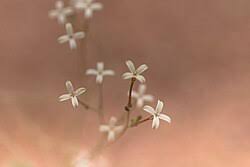 Image result for Kohautia