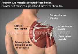 This tendon is actually continuous with the glenoid labrum and it runs over the glenohumeral joint and adds a okay! Partial Rotator Cuff Tear Do You Really Need A Surgery Caring Medical Florida