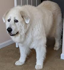 Real Estate Marketing Reviews I Caught Him At A Bad Time But Thought It Was Cute In 2020 Bad Timing Aww Things To Think About