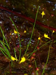Image result for Utricularia subulata
