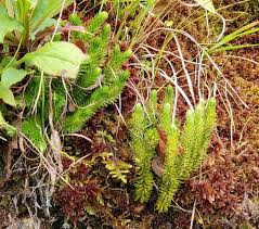 Image result for Lycopodiaceae