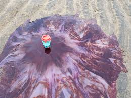 They have red and yellow tentacles, with hues which are said to resemble the color of a lion's mane. Incredible Photos Show Huge Lion S Mane Jellyfish On Irish Beach