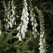 Image result for Digitalis purpurea alba/ red spots