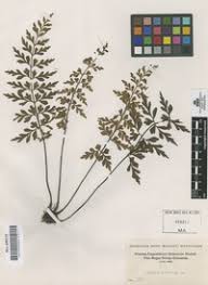 Image result for Asplenium buettneri