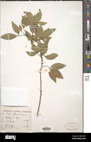 Image result for Vepris reflexa