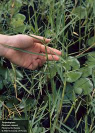 Image result for Panicum repens