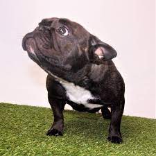 Are these the best french bulldog breeders in oklahoma (ok)? Oklahoma City Oklahoma Reynolds Frenchies Facebook