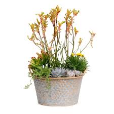 Potted Outdoor Plants For Delivery Containers Roger S Gardens In 2020 Butterfly Garden Plants Container Gardening Blooming Plants