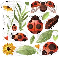 Black And White Ladybug Clipart Watercolor Ladybug Clipart Clip Art Ladybug Art Ladybug