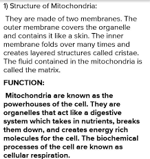 The process of this conversion is known as aerobic respiration and it is the reason why humans need to. Write The Structure And Functions Of Mitochondria Plastics And Vacuoles Brainly In