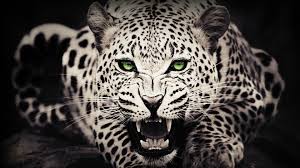 Abstract Anime Hd Wallpaper 1920 X 1080 14177 Hd Wallpapers Background Hdesktops Com Wild Animal Wallpaper Wild Cats Animals