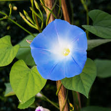 Image result for Ipomoea tricolor