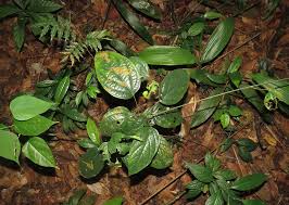 Image result for Albertisia