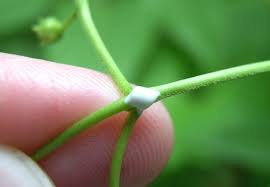 Image result for Thesium cymosum