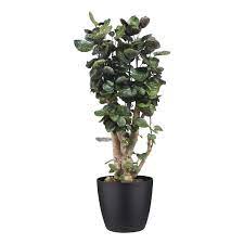 polyscias fabian met elho bloempot brussels zwart kopen karwei bloempot planten bonsai