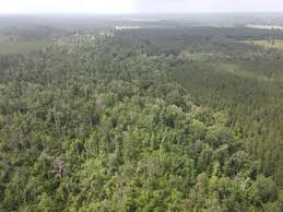 Reeves, LA Land for Sale