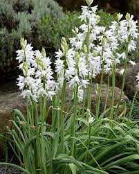 Image result for Ornithogalum pulchrum