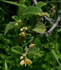 Image result for Grewia villosa