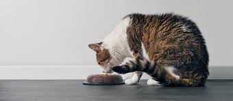 Senior cats and some breeds have dfficulty bending to reach food bowls placed on the floor. The Best Food Bowls For Cats Review In 2020 Pet Side