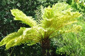 Image result for Cyathea dregei