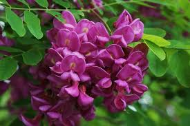 Maybe you would like to learn more about one of these? Robinia Purple Robe Robinia Pseudoacacia Purple Robe Purple Robe Black Locust Plant Lust