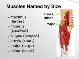 Nov 19, 2019 · skeletal muscles are attached to the bones and in some areas the skin (muscles in our face). Ppt The Muscular System Powerpoint Presentation Free Download Id 6854265