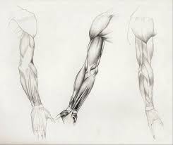 Tutorials and quizzes on muscles that act on the arm/humerus (arm muscles: Hand Muscle Anatomy Drawing