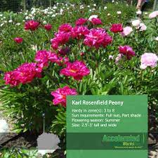 Karl Rosenfield Peony Planting Peonies Plants Peonies