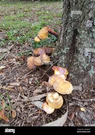 Image result for Ganoderma curtisii