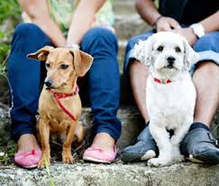 Dogs have been around to help with hunting for about as long. Is Being Better At Relationships A Benefit Of Owning A Dog Or Cat