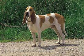In the 15th century, this breed was sought after by italian dog lovers and in the 18th century by the french for its exceptional aptitude for hunting hare. Schwyzer Laufhund Vdh Rasselexikon 2021