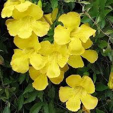 Image result for Dolichandra