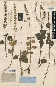 Image result for Tinnea eriocalyx