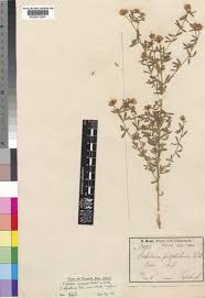 Image result for Crotalaria lotoides