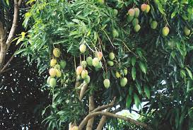 Mangoes Hangin Mango Tree Fruit Seeds Growing Fruit Trees