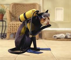 Found Shit Cats Funny Bizarre Amazing Pictures Videos Page 2 Pet Costumes Pet Halloween Costumes Cat Halloween Costume