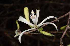 Image result for Meliaceae