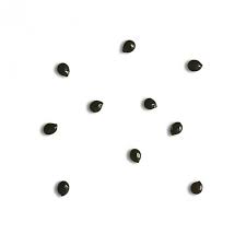 Image result for Talinum portulacifolium