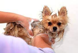 Bathing And Drying A Pomeranian Dog Grooming Tutorial