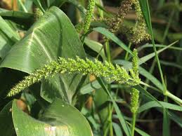 Image result for Setaria verticillata