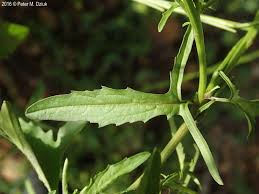 Image result for Sisymbrium burchellii