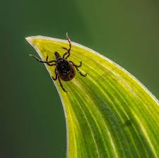 Remove the tick as soon as possible and correctly (without squeezing the tick's body). Tick Bite Pictures What Does A Tick Bite Look Like