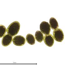 Image result for Wolffiella repanda