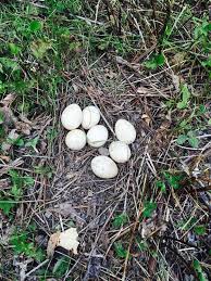 Though many people think of snakes as venomous creatures, in reality, most snakes dont have venom. Snake Eggs From Missouri Editorial Photography Image Of Nature 58322862