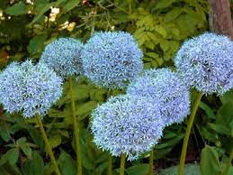 Alliums Discover The Missing Link Allium Flowers Spring Bulbs Allium