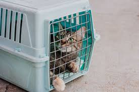 Maybe you would like to learn more about one of these? Flying With Pets Basic Information Aeroflot
